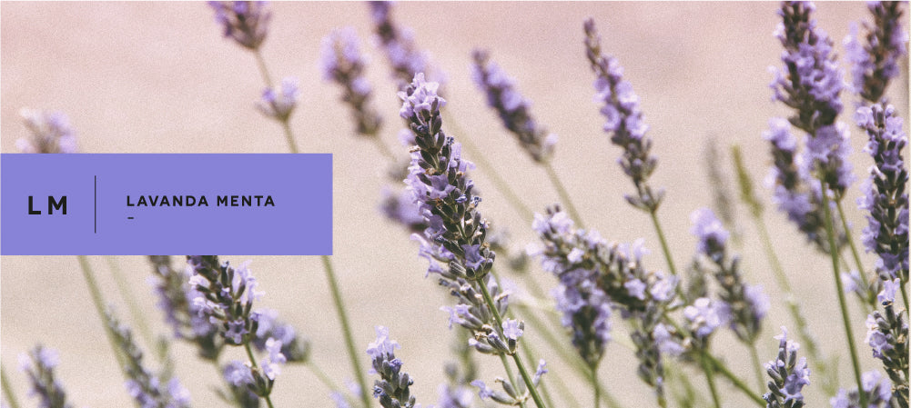 lavanda menta