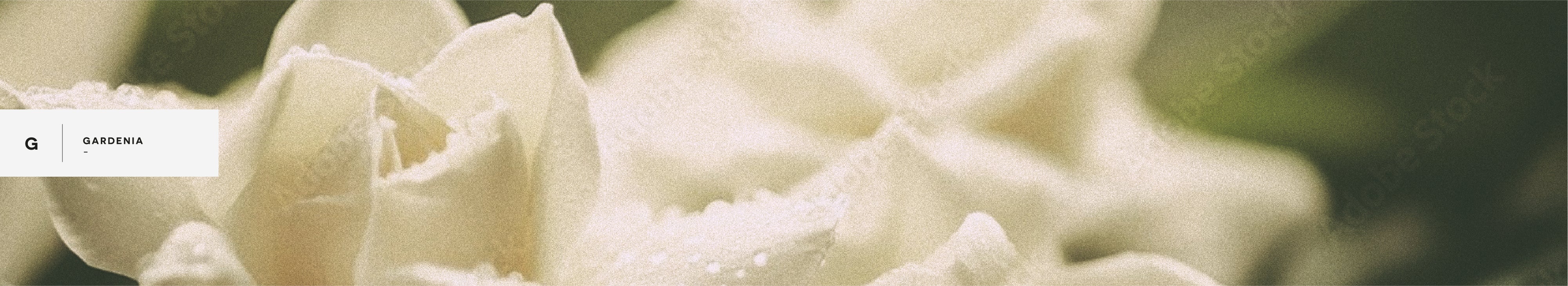 Main Banner