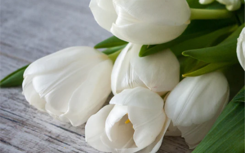FLORALES