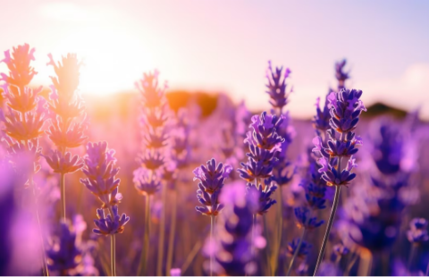 LAVANDA