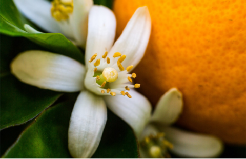 MANDARINA