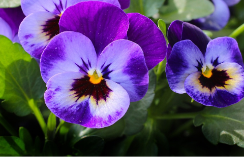 VIOLETAS